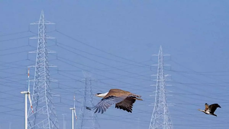 Great Indian Bustard - Litigating Hand